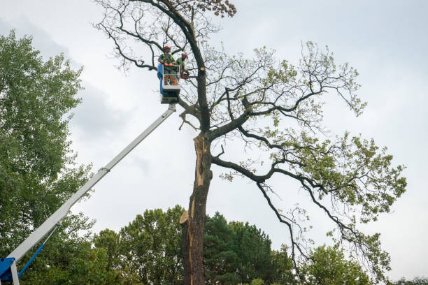 Best Stump Grinding and Removal  in Lake Ssota, WI