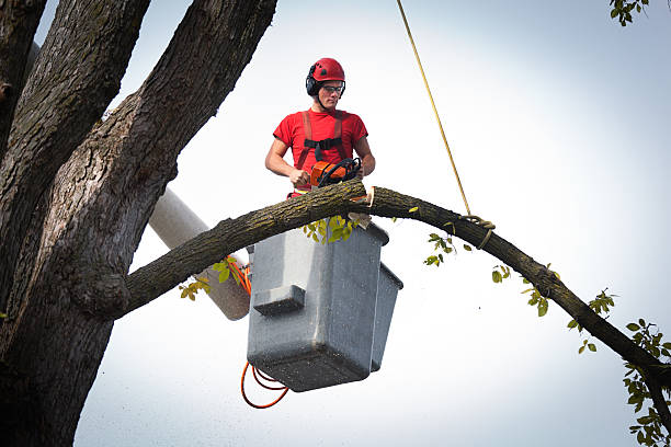 Best Storm Damage Tree Cleanup  in Lake Ssota, WI