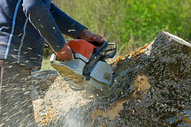 Lawn Watering Services in Lake Wissota, WI